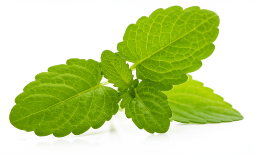 Bacopa Monnieri Extract