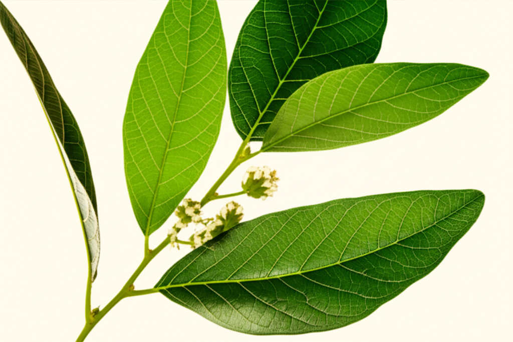 GLP-1 Hormone Activation