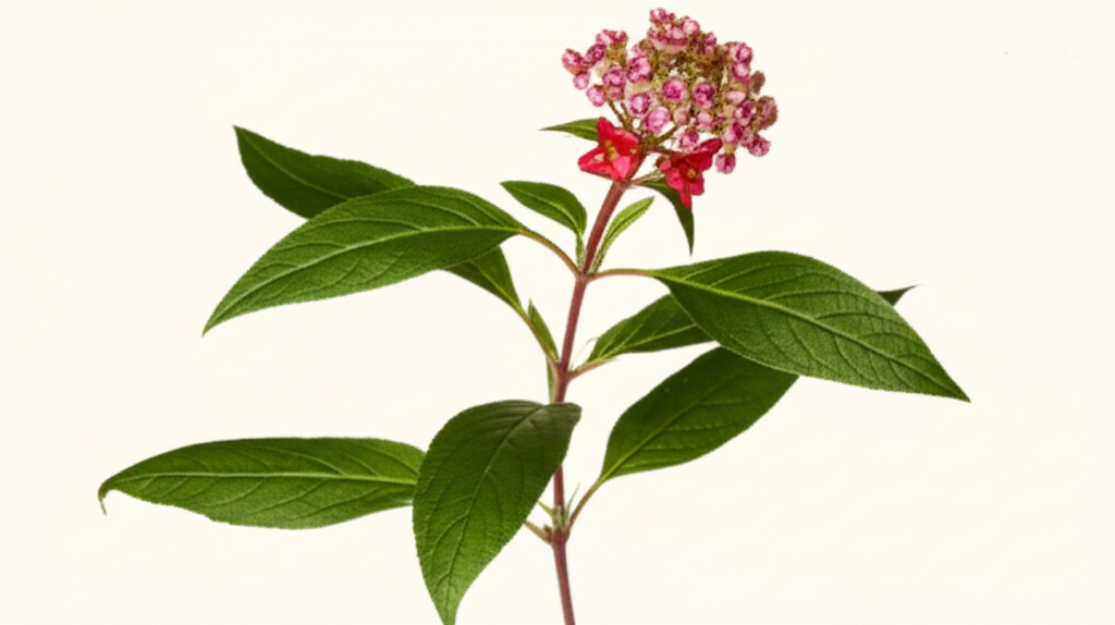 AMPK Protein Activator