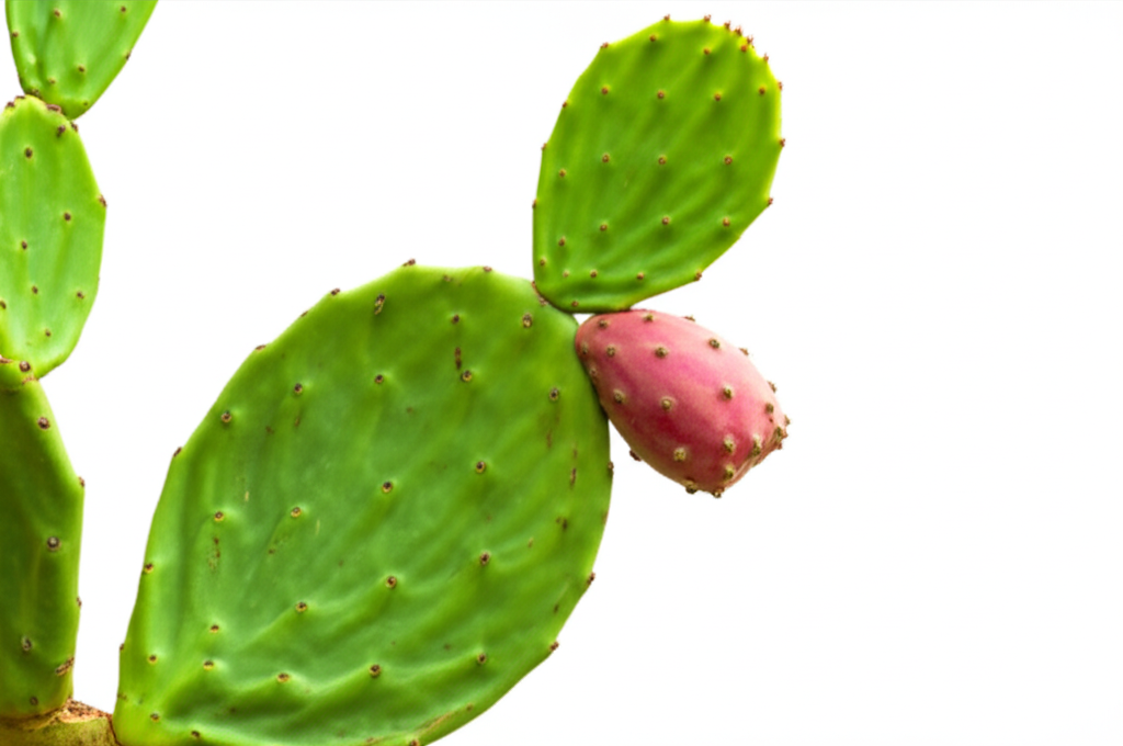Opuntia Ficus-Indica