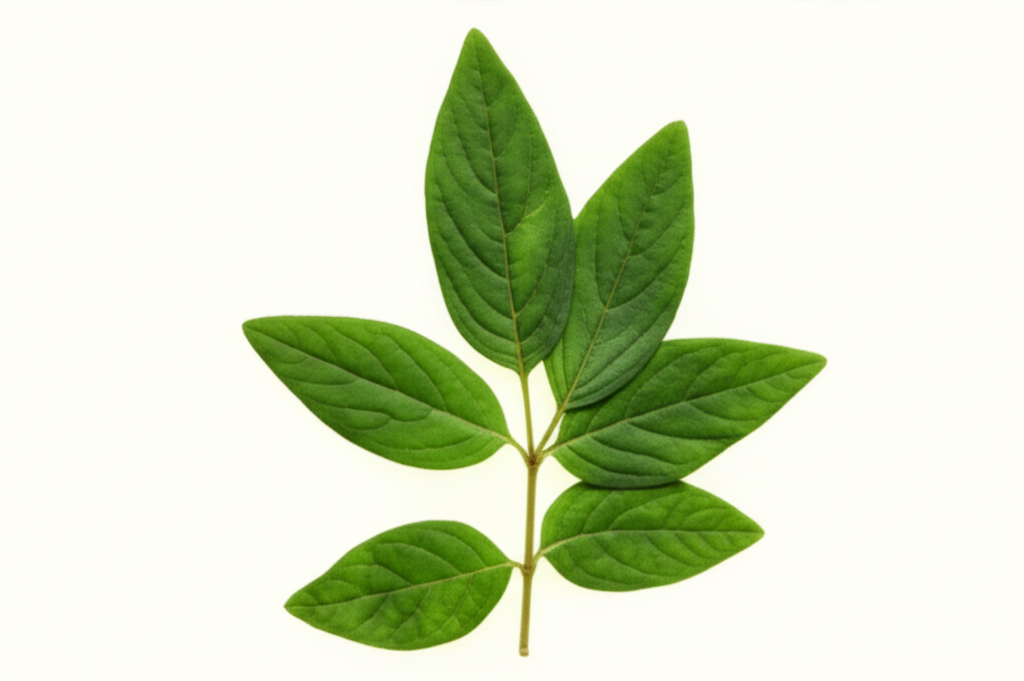 Quercetin from Bitteraga