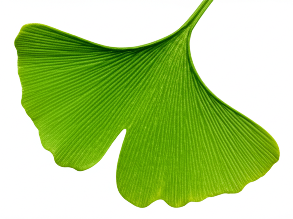 Ginkgo Biloba Extract